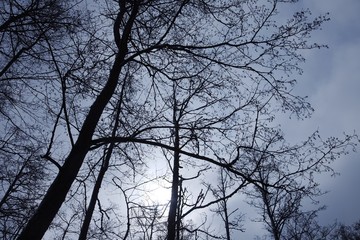 Bare trees
