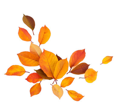 Autumn Leaves Isolated On White Background