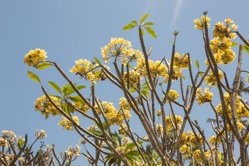 Obraz premium blooming Plumeria,Bali, Indonesia