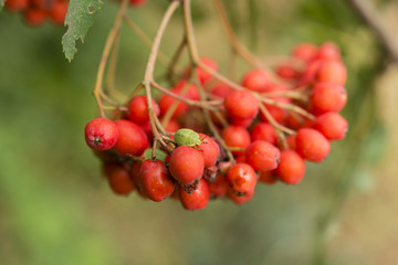 rowan can orange fruit