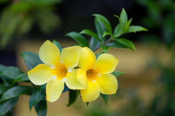 Obraz na płótnie Canvas Two yellow allamanda flowers