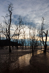 Dead forest at muddy beach at twilight