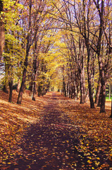 Autumn, alley