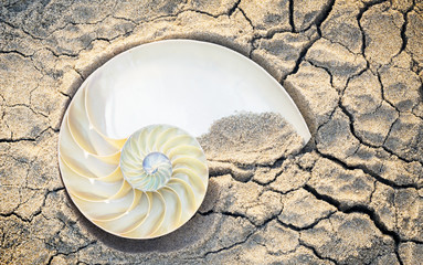 sectioned nautilus