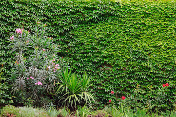 Fototapeta na wymiar wall covered with ivy