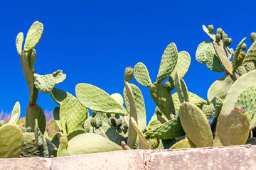 Cactuses behind the fence