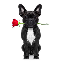 valentines rose dog