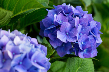 Blaue Hortensienblüten.