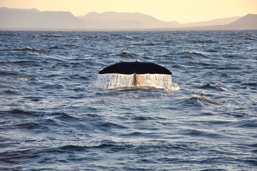 Naklejka premium coda di balena