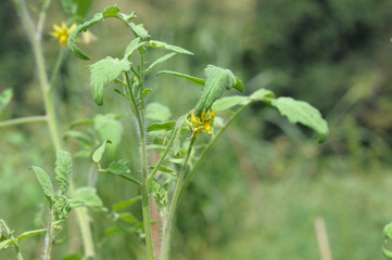Tomato Blooming