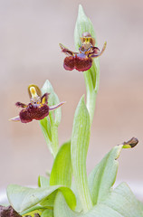 orquídeas silvestres