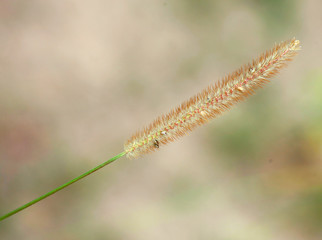 blade of grass