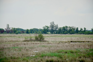 Fototapeta na wymiar Dry grasslands occur from disposal of Industrial waste