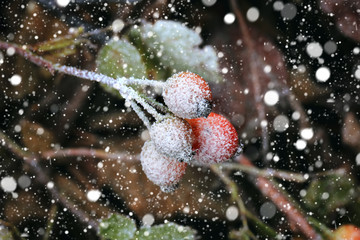 Snowfall rose hips in the snow winter christmas new year