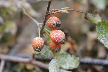 Snowfall rose hips in the snow winter christmas new year