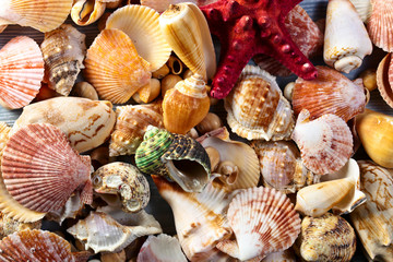 Sea shells