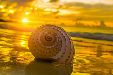 Beautiful beach with sunrise background. Focus on sea shell.