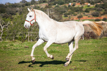 Naklejka na ściany i meble Portuguese Lusitano Horse 
