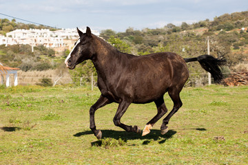 Portuguese Lusitano Horse
