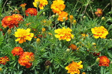 marigolds 01