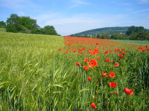 Mohnfeld und Getreidefeld vor blauem Himmel