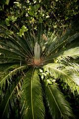 Obraz na płótnie Canvas Beautiful Sago Palm plant in early spring
