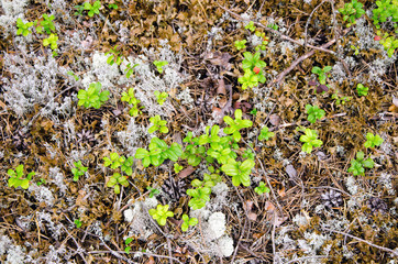Листья брусники и мох