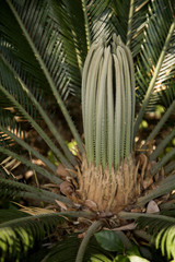 Obraz premium Pretty Sago Palm with new spring budding growth