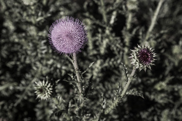 Selective color of a blooming pink thistle plant
