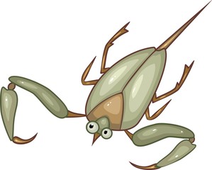 Water scorpion on white background