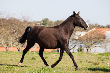 Portuguese Lusitano Horse

