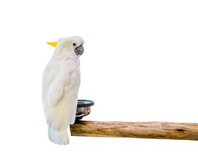 Cockatoo bird on the log on white background