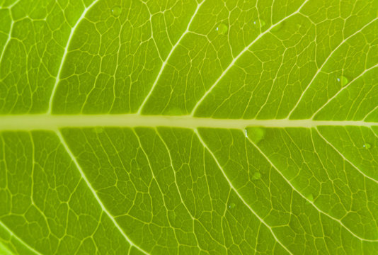 Texture of a grean leaf with water drops.