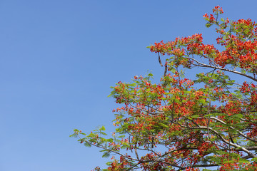 Royal Poinciana, The Flame Tree flower.
