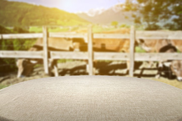 desk and cows 