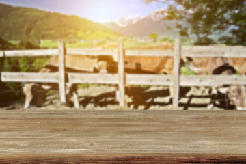 Obraz premium cows 