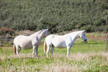 Fototapeta na wymiar Portuguese Lusitano Horse