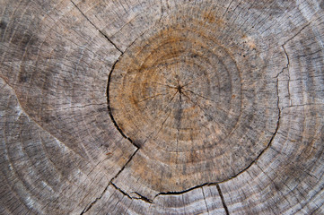 Tree rings on old stump.