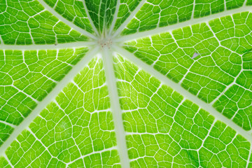 green leaf texture for background