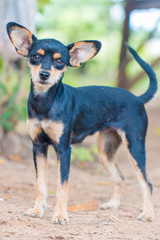 Chihuahua dog outdoor portrait