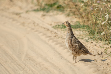 Partridge on a sandy road. Standing at one leg.