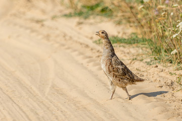 Partridge on a sandy road