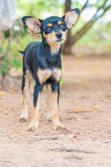 Chihuahua dog outdoor portrait
