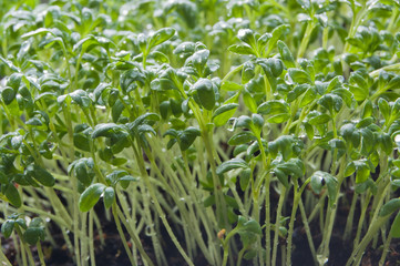 Fresh garden cress sprouts with water drops.