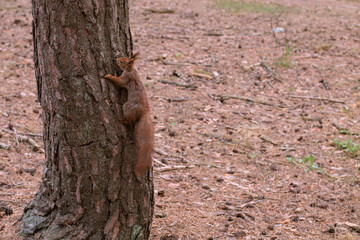 One small squirrel in the pine forest