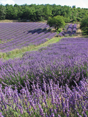 Champs de lavande en Drôme Provençale , France © jeanmichel deborde