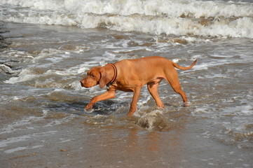 Bix in the surf