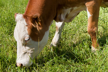 Naklejka na ściany i meble Dairy cow grazing in pasture.