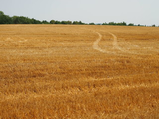 Undulating route in the wheat stubble