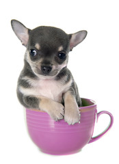 puppy chihuahua in bowl